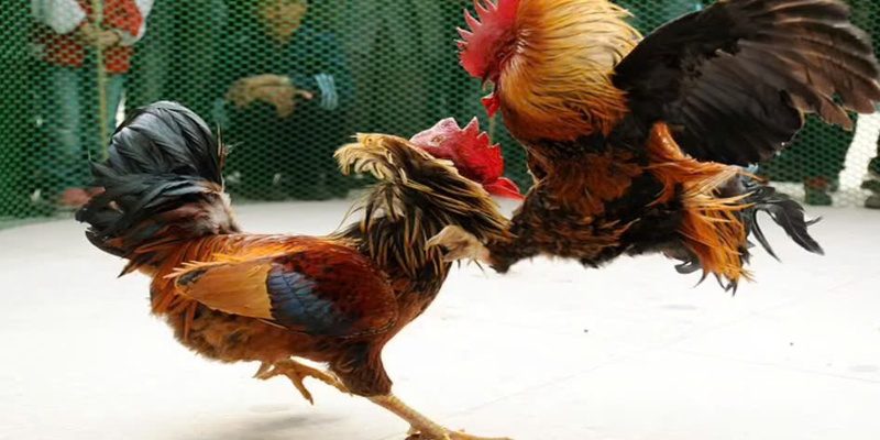 Chia vốn để cược nhanh