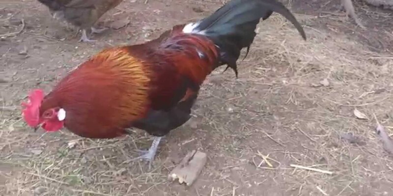 Cược nên chú tâm vào