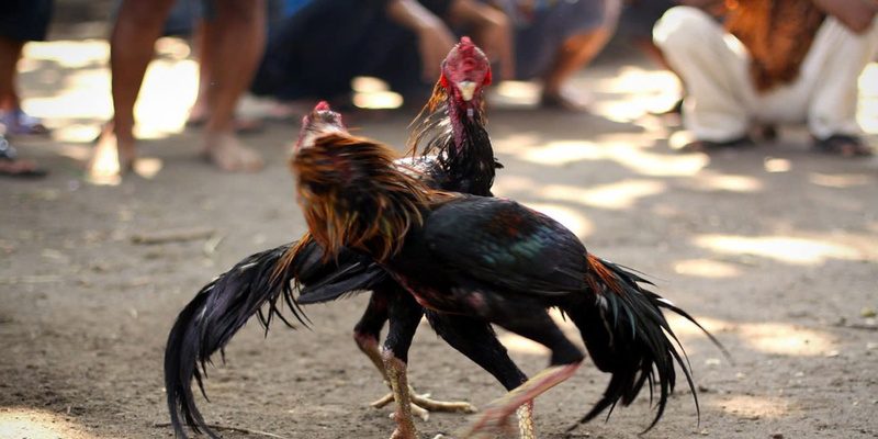 Đá gà cựa tròn 69vn có nhiều yếu tố rất kịch tính