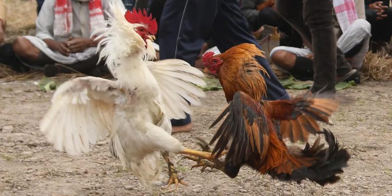 kinh nghiệm đá gà UK88