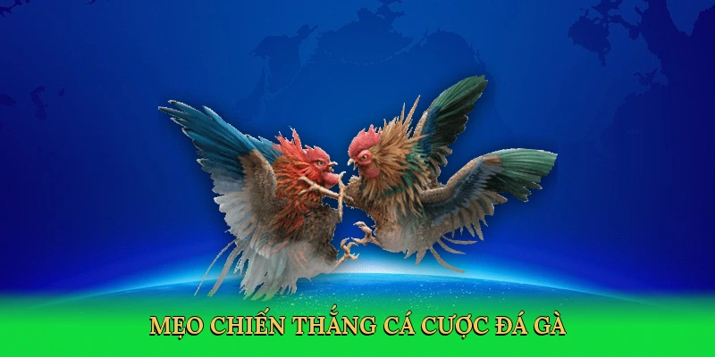 meo-chien-thang-ca-cuoc-da-ga-4