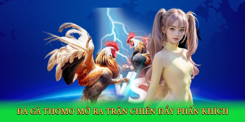 Đá gà Thomo mở ra trận chiến đầy phấn khích