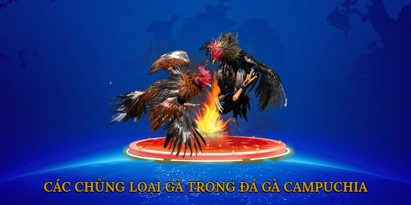 Các Chủng Loại Gà Trong Đá Gà Campuchia