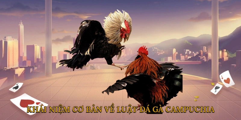 Khái Niệm Cơ Bản Về Luật Đá Gà Campuchia