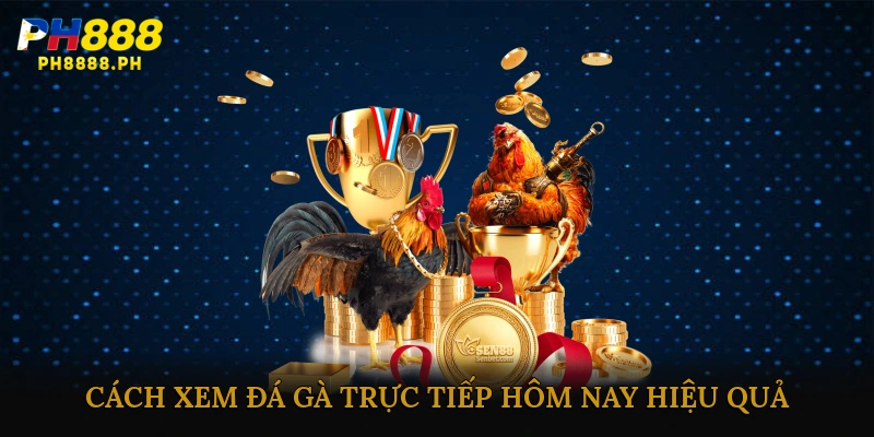 Cách xem đá gà trực tiếp hôm nay hiệu quả