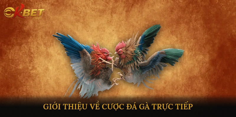 Giới thiệu về cược đá gà trực tiếp