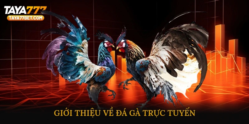 Giới thiệu về đá gà trực tuyến