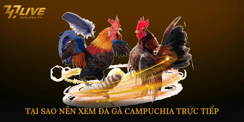 Tại sao nên xem đá gà Campuchia trực tiếp?