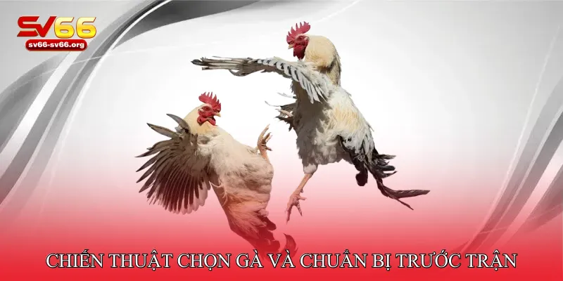 Chiến thuật chọn gà và chuẩn bị trước trận