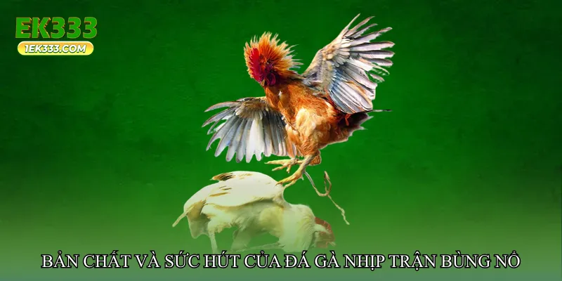 Bản chất và sức hút của đá gà nhịp trận bùng nổ