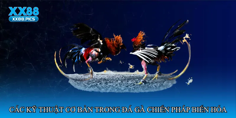 Các kỹ thuật cơ bản trong đá gà chiến pháp biến hóa