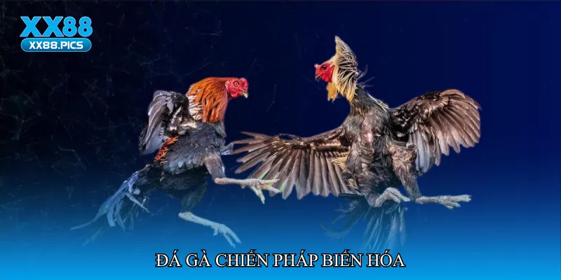 Đá gà chiến pháp biến hóa