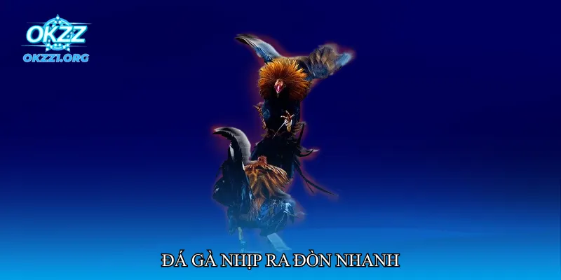 Đá gà nhịp ra đòn nhanh